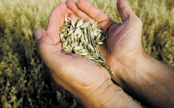 Le secteur semencier marocain s’active pour contribuer à renforcer la sécurité alimentaire
