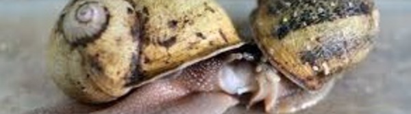 Le sexe des escargots perturbé par la peinture des bateaux
