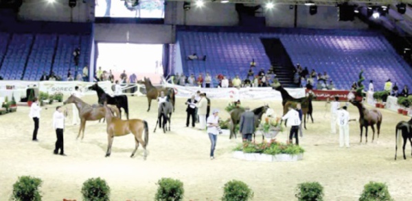 Vivement une infrastructure digne au service de la filière équine
