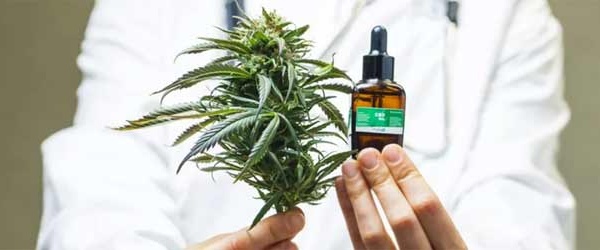 Taounate : La filière de la transformation licite du cannabis prend racine et redessine l’économie locale