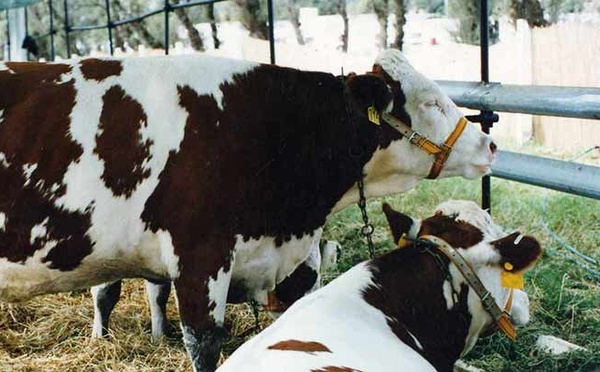 Les professionnels de l'élevage appelés à placer les nouveaux défis du secteur au cœur de leurs partenariats