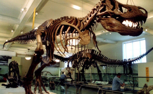 Les T.rex ne sont devenus énormes qu'à la fin de leur évolution