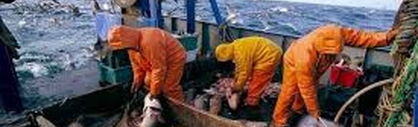 Port de Safi : Hausse de 19% des débarquements de la pêche