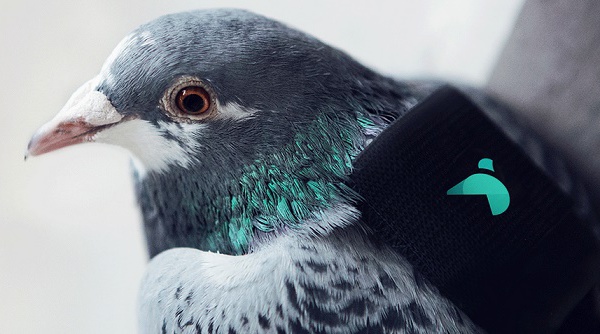 Une patrouille de pigeons mesure la pollution à Londres