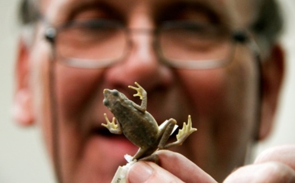 L'Atelopus Farci, grenouille colombienne au nom de guérilla