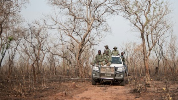 Sur les traces des derniers lions du Nigeria