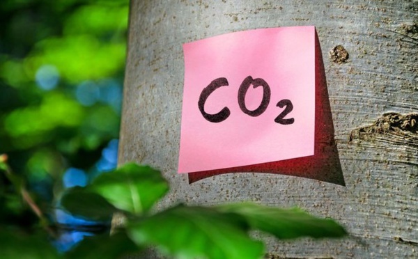 Les végétaux s'adaptent mieux au réchauffement