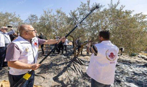 La récolte d’olives se poursuit à Al Qods avec le soutien de l’Agence Bayt Mal Al-Qods Acharif