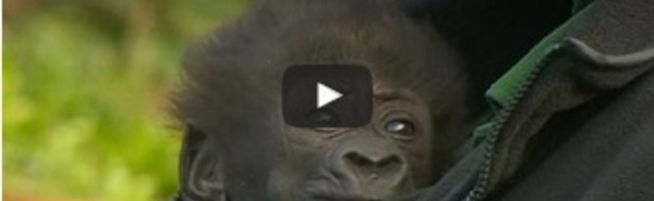 Le premier gorille né par césarienne au Royaume-Uni