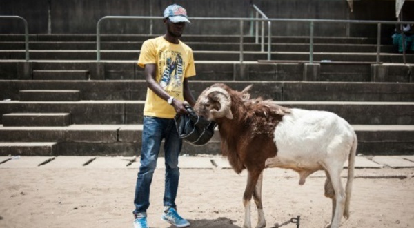 Sport, gloire et argent: les combats de béliers au Nigeria