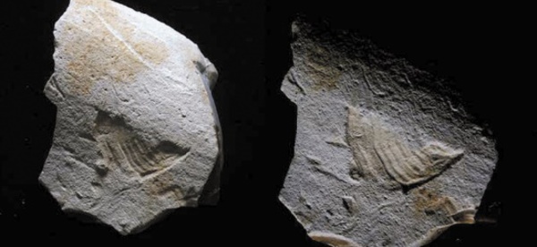 Insolite : Gravé il y a 35.000 ans
