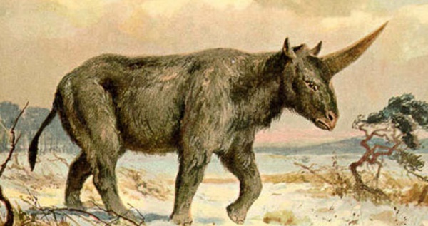 Des hommes préhistoriques auraient pu côtoyer la licorne sibérienne