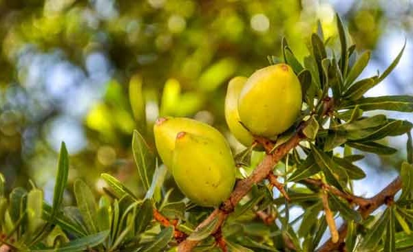 L'arganier, un savoir-faire né dans la région d'Essaouira depuis plus de 150.000 ans