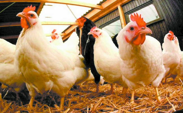 H9N2 impacte négativement le secteur avicole