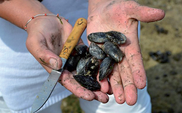 Agadir : interdiction de la récolte et la commercialisation des produits conchylicoles issus de Douira-Sidi R'bat et Imi Ouaddar