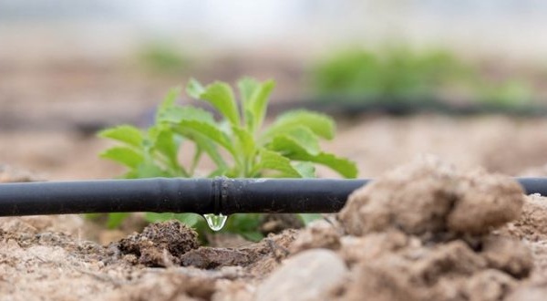 La durabilité hydrique passe par la mise en place de solutions fondées sur la nature