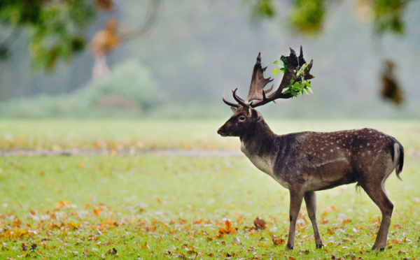 Où sont les cerfs ? Dans les bateaux !