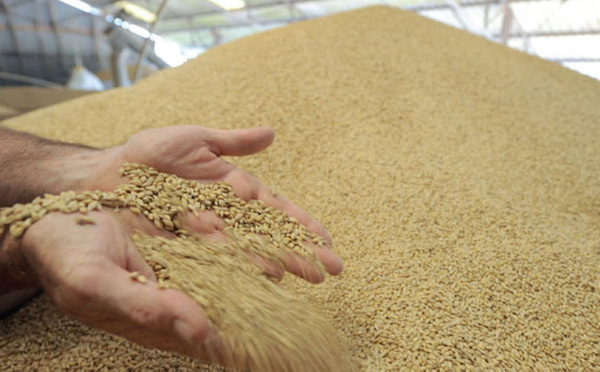 Baisse des prix mondiaux des produits alimentaires en novembre