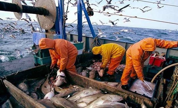 «Halieutis» Les chiffres flatteurs de Madame la secrétaire d’Etat