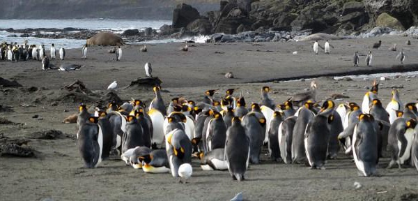 Manchots d'Antarctique recherchent crevettes