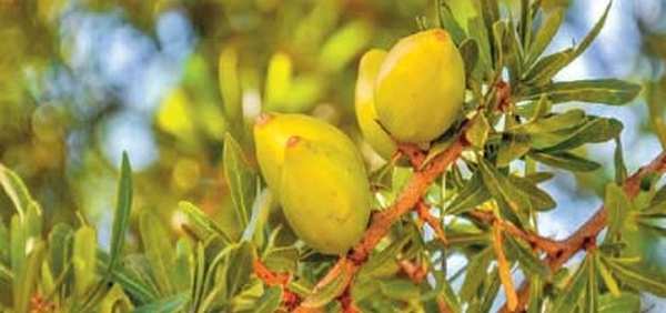 Agadir célèbre l'arganier, un arbre emblématique du Maroc