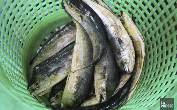 Des polluants dans des poissons empêcheraient le corps d'éliminer les toxines