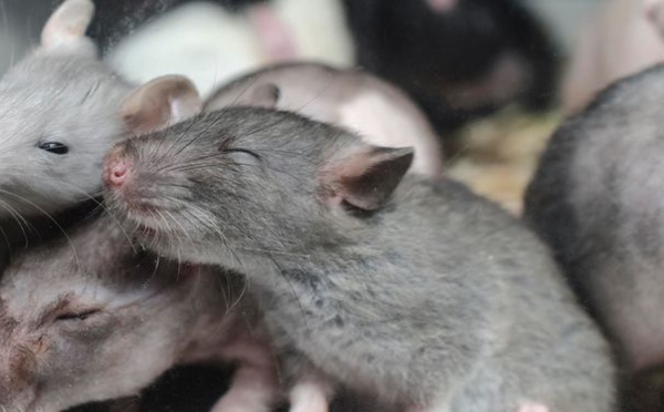 Des souris bègues pour percer le mystère du bégaiement humain