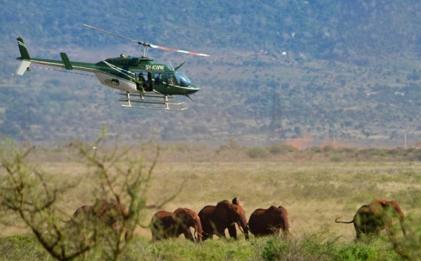 Des colliers GPS pour suivre les éléphants et les protéger d'un chemin de fer au Kenya