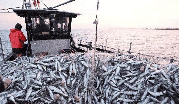 Port d'Essaouira : Baisse de 32% des débarquements de la pêche en 2025