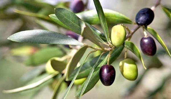 La 7e édition du Salon national de l’olivier du 21 au 24 janvier à El Attaouia