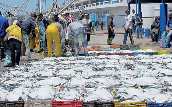 Etat des stocks halieutiques en Méditerranée marocaine