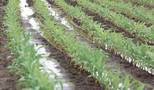 Région Béni Mellal-Khénifra : Les récentes précipitations augurent d’une bonne saison agricole