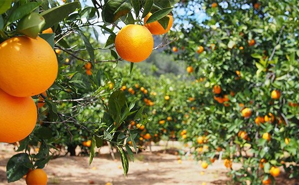 Béni Mellal-Khénifra : Rebond de la production agrumicole et perspectives prometteuses pour la campagne 2025-2026