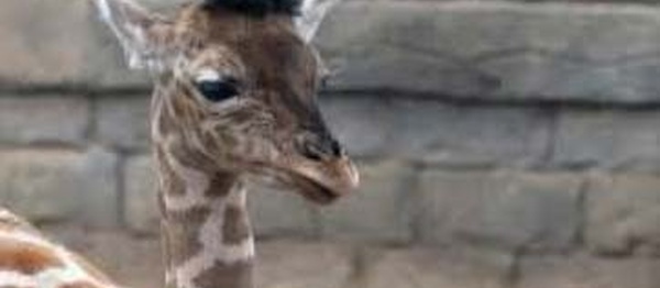 Naissance d'un bébé girafe à Mohammedia