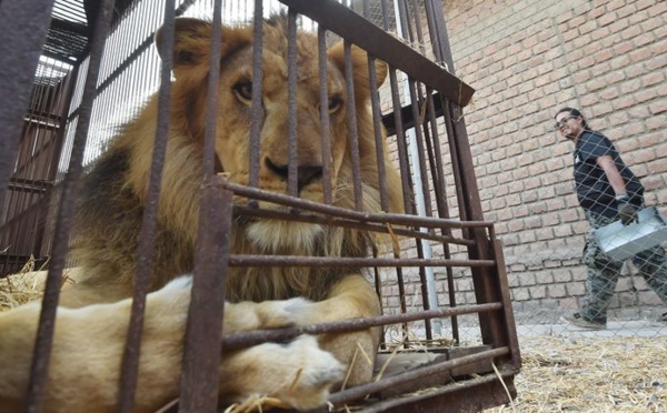 Insolite : Sauvetage de lions
