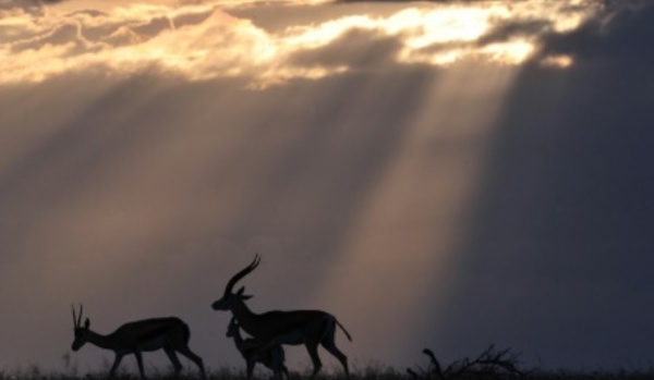 L'habitat d'antilopes menacé par le réchauffement climatique