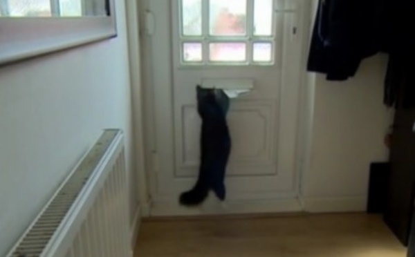 Insolite 