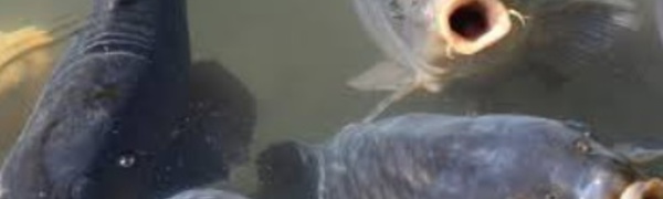 Insolite : Eradication des carpes