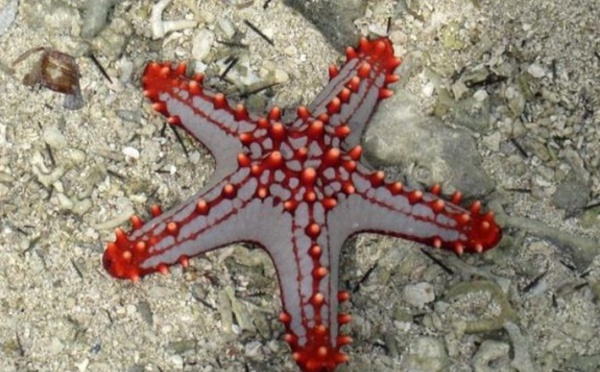 Fin de l'hécatombe des étoiles de mer sur la côte ouest américaine