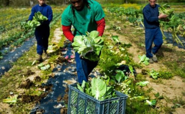 Les potagers solidaires poussent dans les prisons portugaises