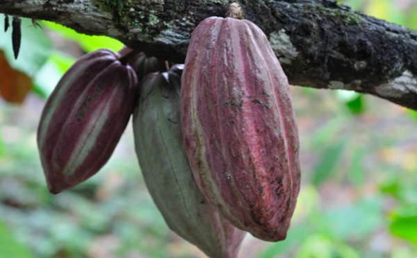 "Choco Togo", du chocolat bio et 100% togolais
