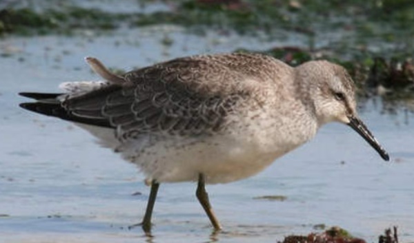 Le réchauffement réduit la taille et la morphologie d'oiseaux