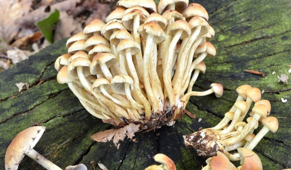 Des champignons hallucinogènes pour combattre la dépression
