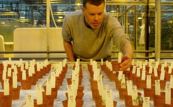 Des pommes de terre cultivées dans le sol aride de Mars