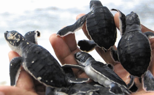 Les bébés-tortues pris au piège des lumières artificielles