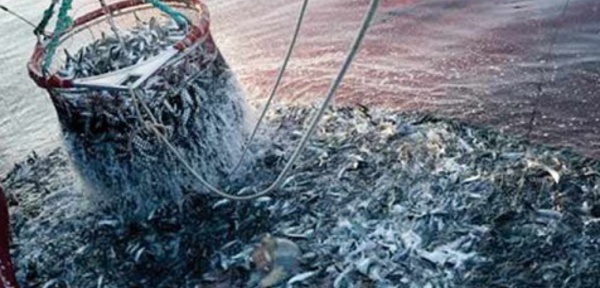 Hausse des produits commercialisés de la pêche côtière et artisanale