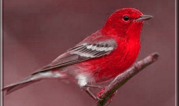 Le secret de la couleur rouge chez les oiseaux percé