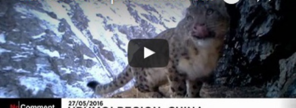 De jeunes léopards des neiges filmés dans les montagnes en chine