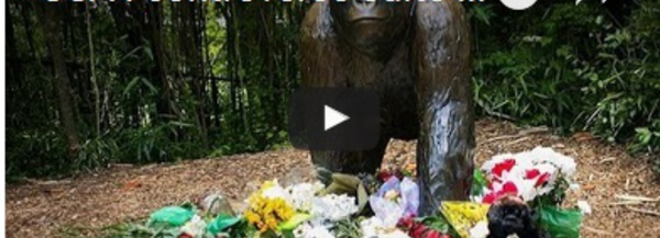 USA : controverse suite à l'abattage d'un gorille à Cincinatti