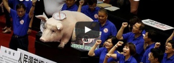 Piggy proteste au parlement à Taiwan